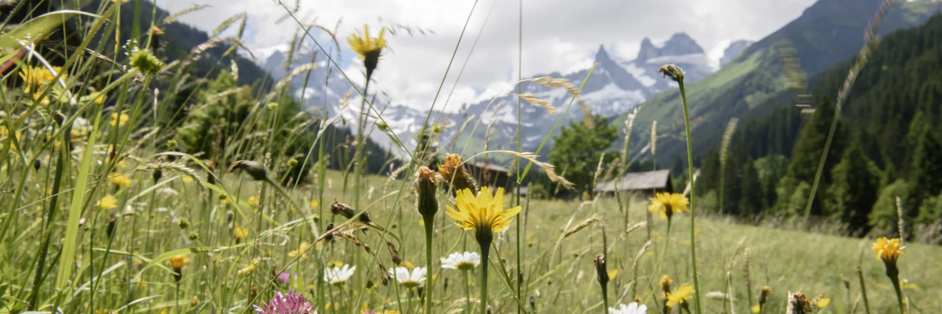 Blumenwise in den Silbertaler-Alpen